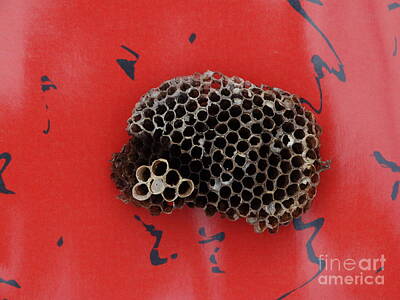 Lets Be Frank - Mixed Media Wasp Nest by Joseph Baril