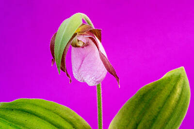 Royalty-Free and Rights-Managed Images - Moccasin Flower by Douglas Barnett