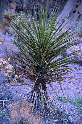 Modern Man Mid Century Modern - Mojave Yucca by Soli Deo Gloria Wilderness And Wildlife Photography