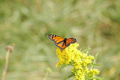 Landmarks Royalty Free Images - Monarch Butterfly Royalty-Free Image by American Image Bednar