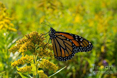 Whimsically Poetic Photographs - Monarch butterfly on yellow plant by Michael Bennett
