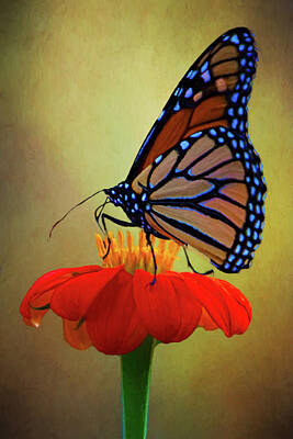 Frank Sinatra Rights Managed Images - Monarch On A Mexican Sunflower Royalty-Free Image by Chris Lord