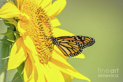 Antiquated Architectural Blueprints - Monarch on Sunflower  by Cheryl Baxter