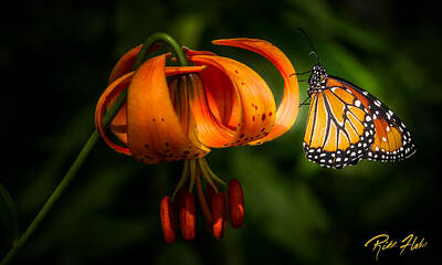 Animal Watercolors Juan Bosco - Monarchs and Tiger Lilies by Rikk Flohr