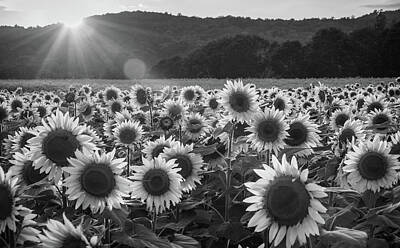 Sunflowers Royalty Free Images - Monochrome Sunflowers Royalty-Free Image by Kristopher Schoenleber