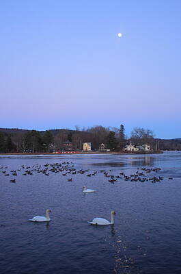 Comedian Drawings Royalty Free Images - Moon over the Connecticut River and Swans Royalty-Free Image by John Burk