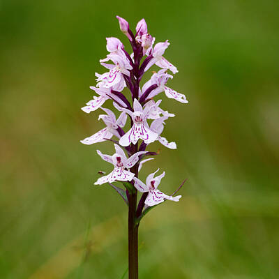 Grape Vineyards Royalty Free Images - Moorland spotted orchid Royalty-Free Image by Jouko Lehto