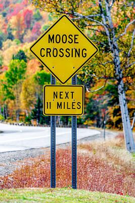 Graduation Sayings - Moose Crossing by Black Brook Photography
