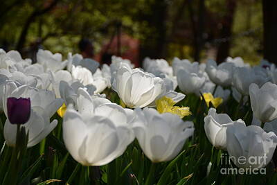 Ethereal - More White Tulips by Constance Woods