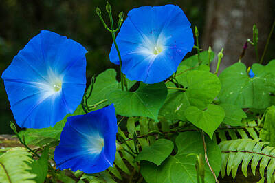 Floral Patterns - Morning Glory Family by Bonnie Marquette