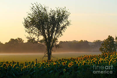 Sunflowers Royalty-Free and Rights-Managed Images - Morning Sunflowers by Catherine Sherman