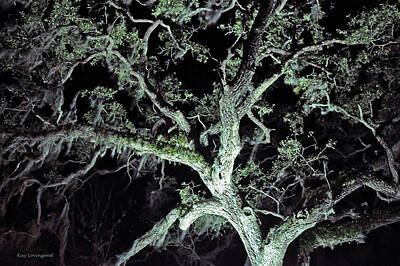 Landscapes Kadek Susanto Royalty Free Images - Mossy Tree at Night Royalty-Free Image by Kay Lovingood