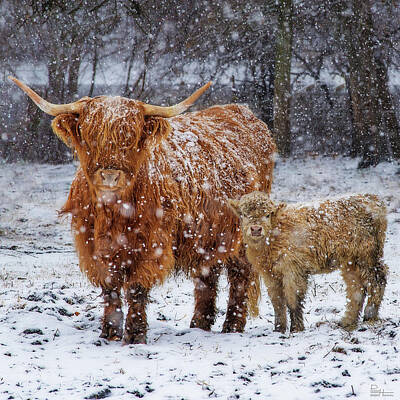 Mammals Photos - Mothers Love - Scottish Highland cow and calf in snowy pasture by Peter Herman