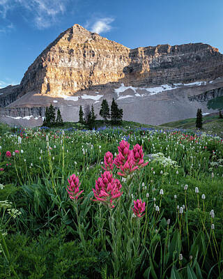 Mountain Royalty-Free and Rights-Managed Images - Mount Timpanogos Wildflowers by James Udall