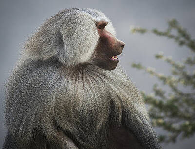 Mountain Royalty-Free and Rights-Managed Images - Mountain Baboon  Taif, Saudi Arabia by David Kirkland