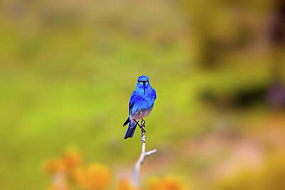 Purely Purple Rights Managed Images - Mountain Bluebird Royalty-Free Image by Jason M Sturms