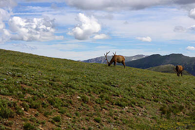 Golfing Royalty Free Images - Mountain Elk Royalty-Free Image by Scott Kingery
