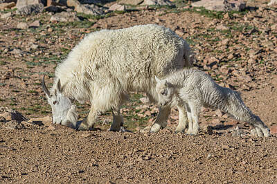 Halloween - Mountain Goat Kid Stretches by Mom by Tony Hake
