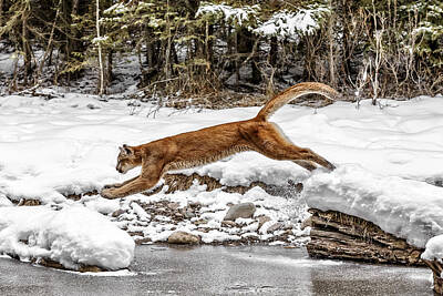 Traditional Bells - Mountain Lion Leap by Wes and Dotty Weber