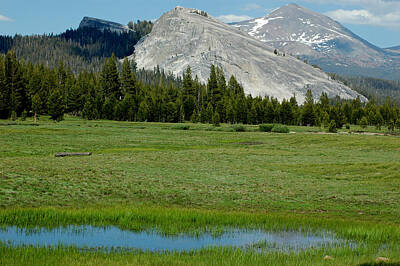 Mother And Child Animals - Mountain Meadows of Yosemite by LeeAnn McLaneGoetz McLaneGoetzStudioLLCcom