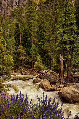 Mountain Royalty-Free and Rights-Managed Images - Mountain Stream by Andrew Soundarajan