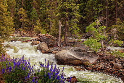 Mountain Royalty-Free and Rights-Managed Images - Mountain Stream in Spring by Andrew Soundarajan