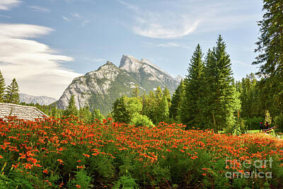 Mountain Royalty-Free and Rights-Managed Images - Mountain wildflowers by Paul Quinn