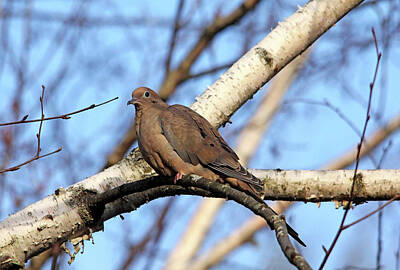 Sarah Yeoman Crow Paintings - Mourning Dove In Birch Tree by Debbie Oppermann