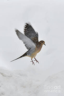 Vintage Chrysler - Mourning Dove landing in the snow by Dan Friend