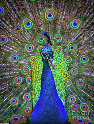 Ink And Water - Mr, Peacock by Mitch Shindelbower