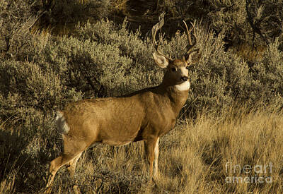 Caravaggio - Mule Deer Buck-Signed-#7839 by J L Woody Wooden