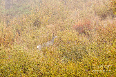 Steven Krull Royalty Free Images - Mule Deer, Fog and Autumn in the Pike National Forest Royalty-Free Image by Steven Krull