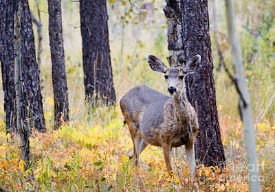 Steven Krull Royalty-Free and Rights-Managed Images - Mule Deer in Autumn Color in the Pike National Forest by Steven Krull