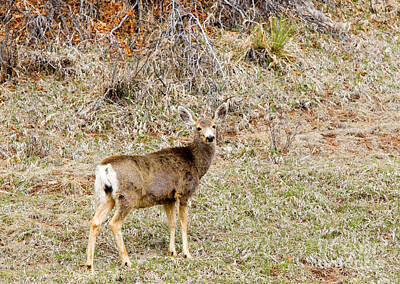 Steven Krull Photos - Mule Deer in the Pike National Forestq by Steven Krull