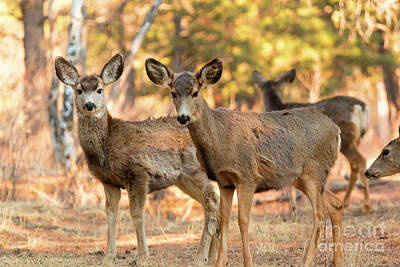 Steven Krull Royalty Free Images - Mule Deer in the Woods Royalty-Free Image by Steven Krull