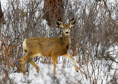 Steven Krull Photos - Mule Deer Portrait in Heavy Snow by Steven Krull