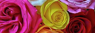 Roses Photos - Multicolor Roses by David Berg