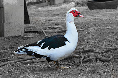 Laundry Room Signs - Muscovy Duck Profile by Ally White