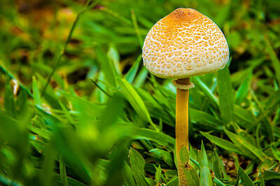 Creative Charisma - Mushroom and grass by Fabio Giannini
