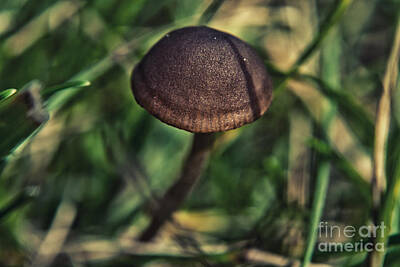 Western Buffalo Royalty Free Images - Mushroom Jungle 5 Royalty-Free Image by Pittsburgh Photo Company