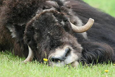 Typographic World - Musk Ox snooze by Donna Quante