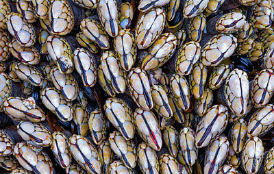 Royalty-Free and Rights-Managed Images - Mussel Grouping by Darren White