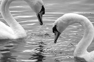 Baby Animal Heads Amy Hamilton - Mute Swans Hunting Bw by Roy Williams