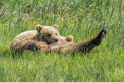 Music Baby - My Foots So Pretty, Oh So Pretty - Bear Cubs, No. 2 by Belinda Greb