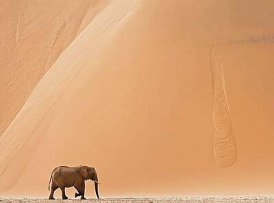 Mammals Photos - Namibia by Happy Home Artistry