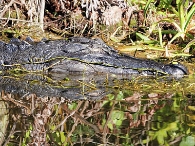 Reptiles Rights Managed Images - Napping American Alligator Florida Wetlands Royalty-Free Image by Jill Nightingale