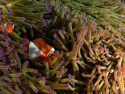 Rico Besserdich Royalty-Free and Rights-Managed Images - Nemo by Rico Besserdich