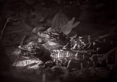 Wildlife Photography Black And White Rights Managed Images - New Life Royalty-Free Image by Mark Andrew Thomas