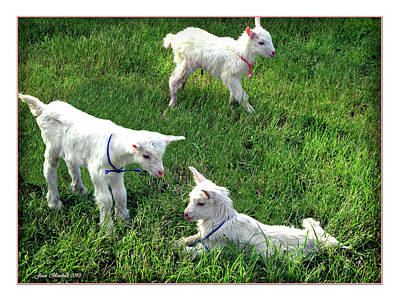 Design Turnpike Books Rights Managed Images - Newborn Goats Royalty-Free Image by Joan  Minchak