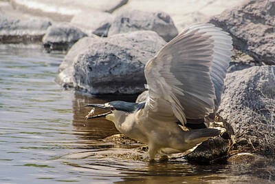 Fantasy Royalty-Free and Rights-Managed Images - Night Heron with Fish by Janis Knight